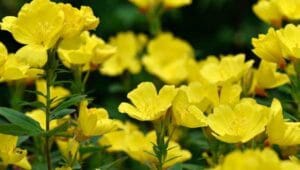 примула вечірня в медицині