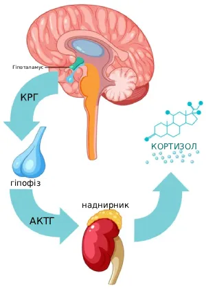 Утворення кортизолу