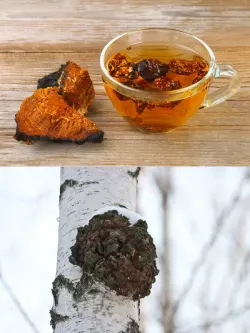 Гриб чага