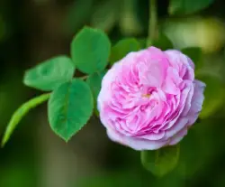 Дамаська троянда (Rosa damascena)