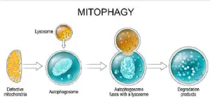 Mitophagy